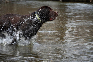 Come proteggere il nostro cane dal caldo?