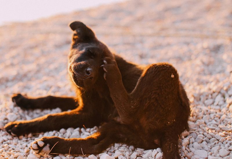 La malassezia nel cane: cause e sintomi